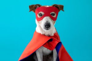 Super Pup’s Guide to Strong Passwords: How to Keep Your Accounts Safe