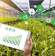 When the Weather Turns Wild: Emergency IT Prep for Greenhouse Growers